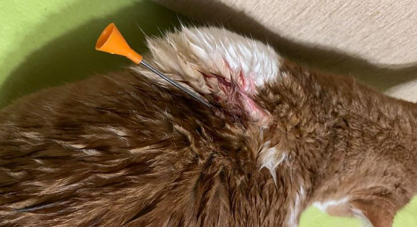 Sokkoló állatkínzás Szolnokon: segítséget kérnek a tettes kézrekerítéséhez