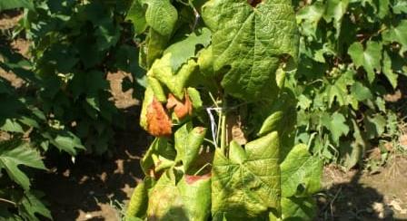 Így próbálja felvenni a harcot a kormány a végzetes szőlőbetegséggel