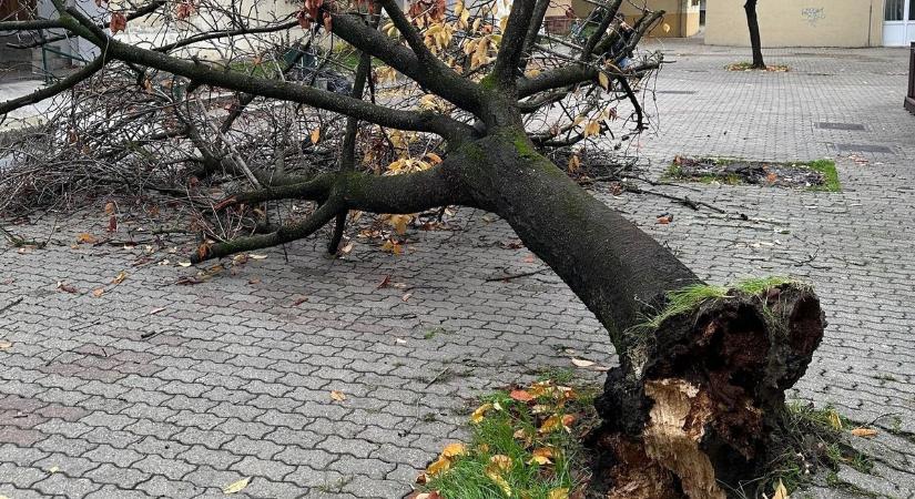 Szívszorító látvány: örökre elveszett a Kis korzó ékessége!