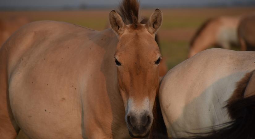 Örökbe fogadható a “Vadlovak – Hortobágyi mese” című film ikonikus főszereplője, Csepke