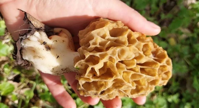 Ön meg tudja különböztetni az ehető és nem ehető bakonyi gombákat egymástól?