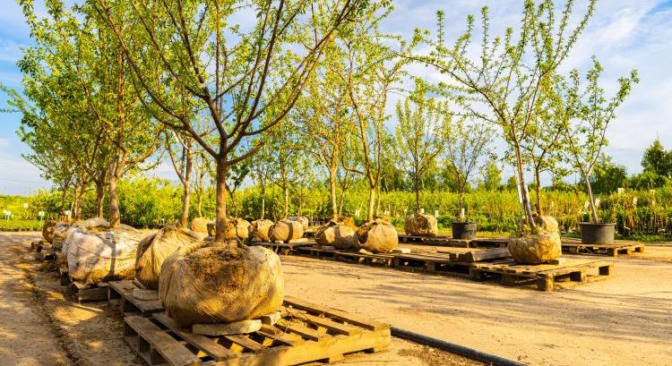 Gyümölcsfák telepítése