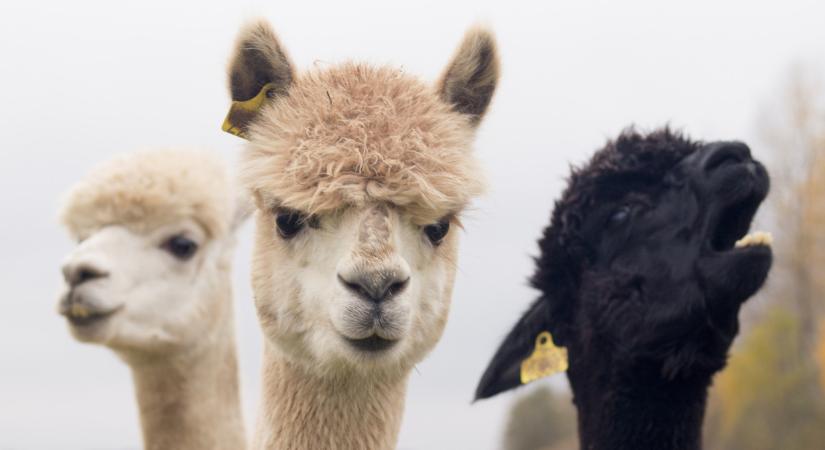 Egyre több magyar tart ilyen állatot: tényleg ennyire jó befektetés?