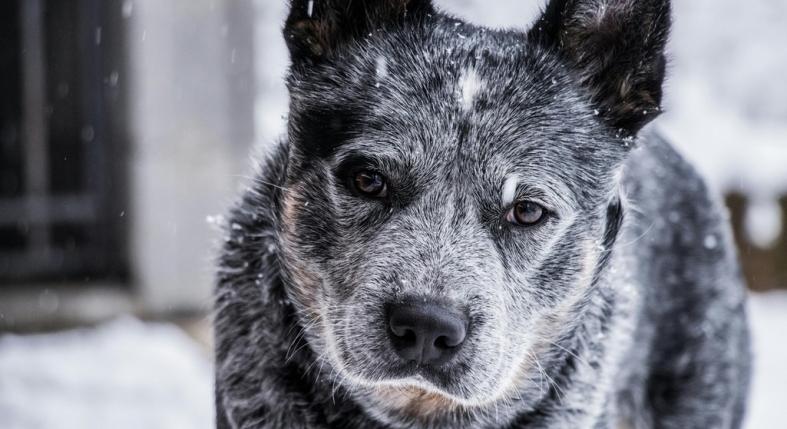 Azt hiszed, nem fázik a kinti kutyád? Ebből tudhatod, hogy szenved a hidegtől