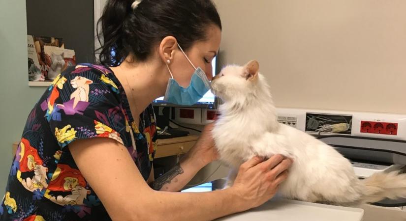 Ezért életmentő a macskák ivartalanítása az állatorvos szerint