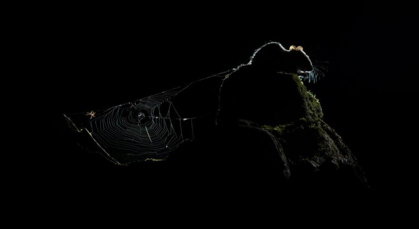 A Varázslatos Magyarország átadta Az év természetfotósa díjat