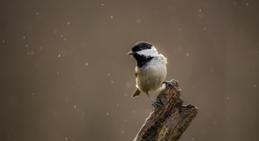 Eső váltja a havazást, egymást követik a ciklonok – Nehéz napok várnak a frontérzékenyekre