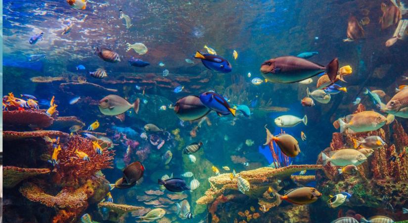 Több mint 8 milliós tartozást halmozott fel a bérlő – most a tulajnak még a halait is etetnie kell napi 20 ezerért