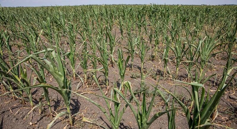 Hatalmas méretű veszélyes rovart láttak Magyarországon