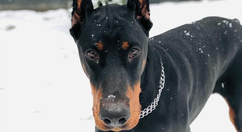 Retteg a Liverpool világsztárja, 13 millió forintért vett egy kiképzett dobermannt