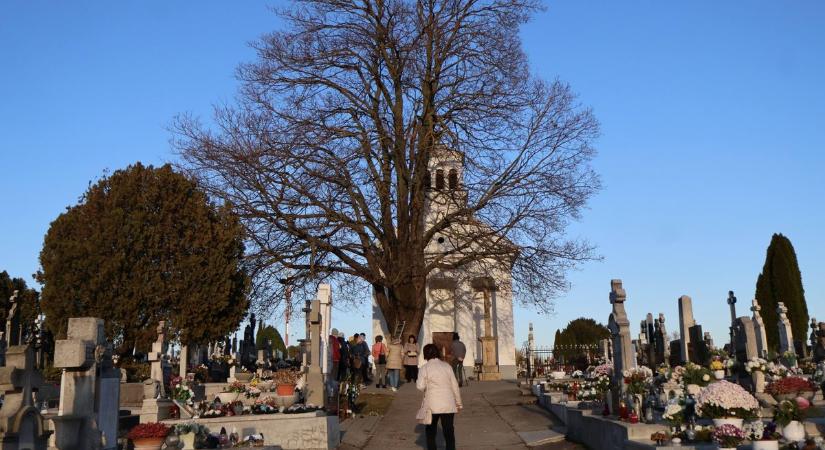 Az év fája választás – az 1800-as évek közepe óta a temetések tanúja a termetes juharfa