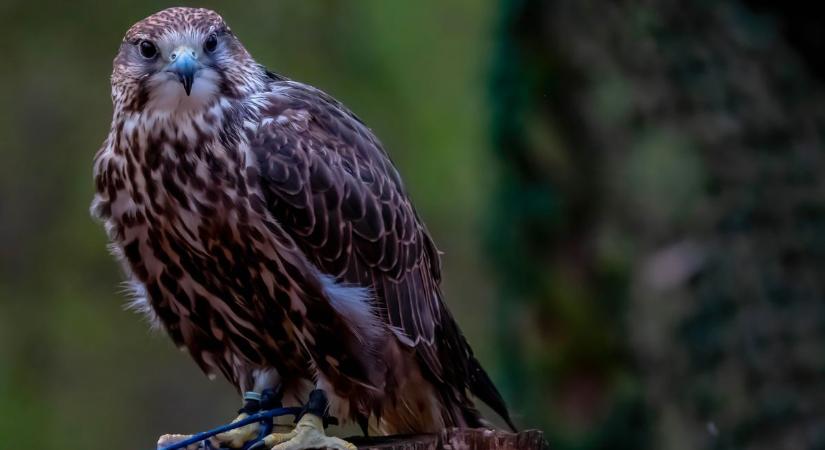 Ragadozó madarak vívnak légi csatákat a Csanádi puszták egén