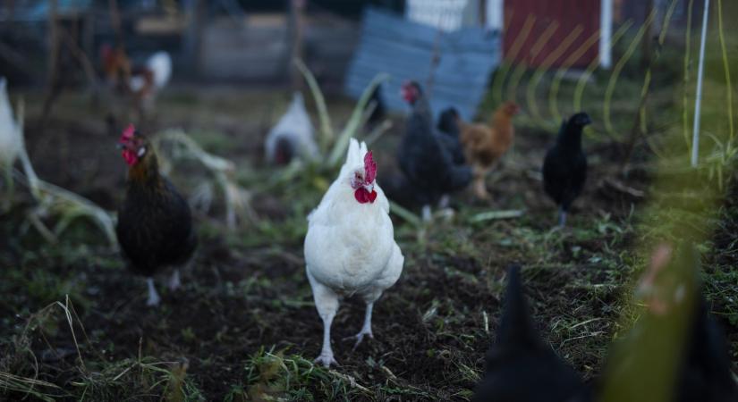 Meghalt az első beteg, aki elkapta a H5N5-ös madárinfluenzát