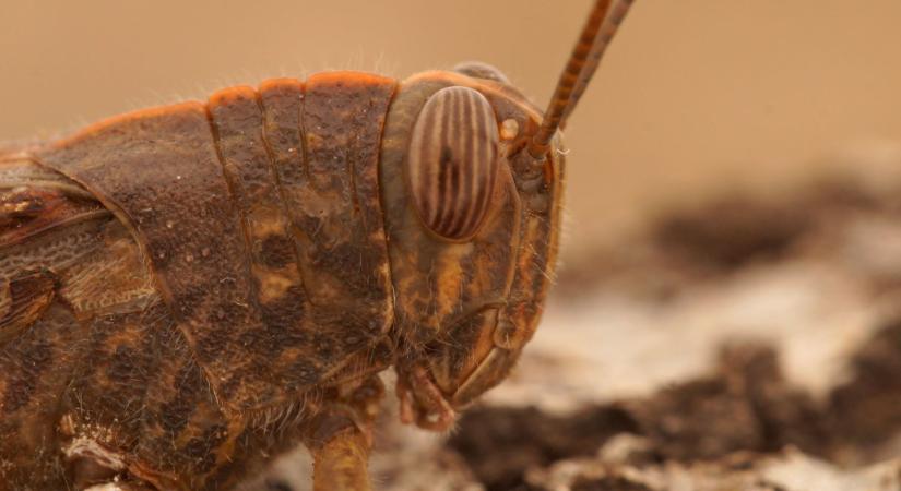 Horrorsáska jelent meg Magyarországon: a világ másik feléről érkezettt, nagy baj, ha elszaporodik Fotók