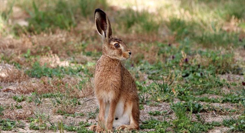 Újabb állatbetegség érkezett Magyarországra
