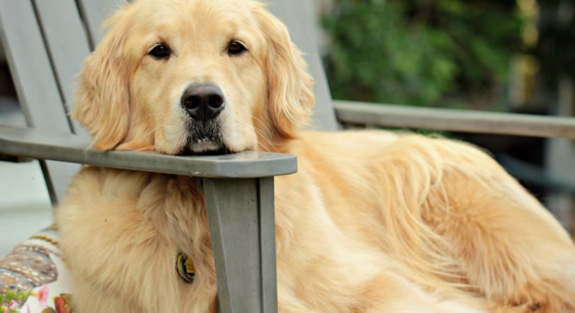 Kölyökkutyával találkozik a golden retriever: a reakciójuktól elolvadnak a szívek - Videó