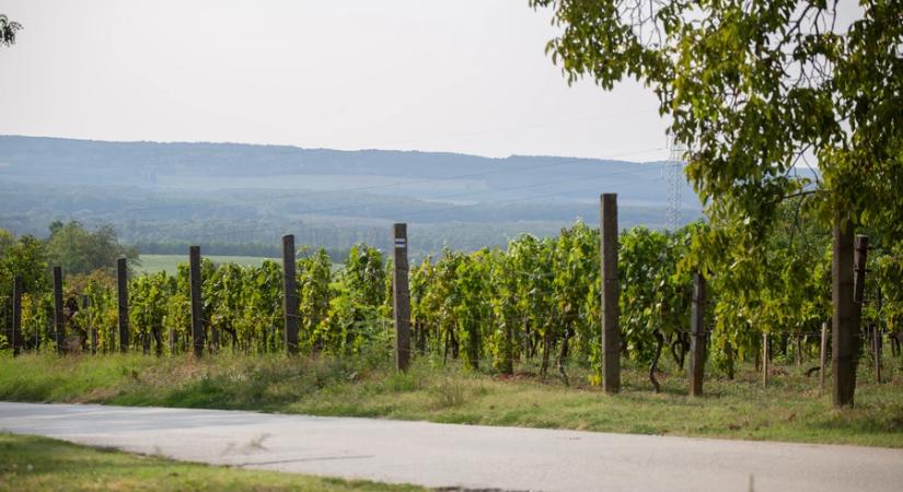 Navracsics Tibor: a kormány 3,8 milliárd forintot fordít a szőlő aranyszínű sárgaság megfékezésére