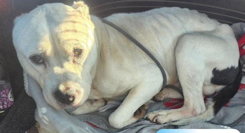 Egyedül már nem bírják a harcot – segítséget kér a NOÉ Állatotthon Alapítvány Szergényi Menhelye