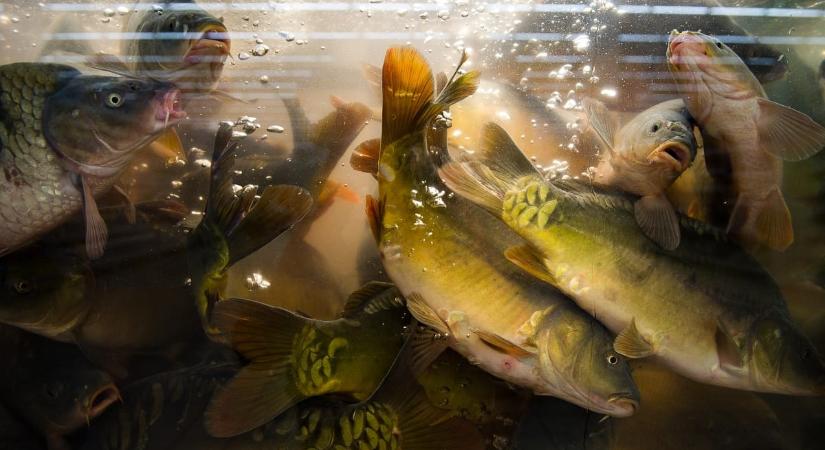 Készül a karácsonyi menü: a halak megúszták az inflációt