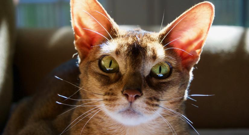 A macskáknak is fájhat a füle: ez okozhatja