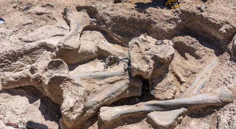 Szenzációs dinoszaurusz-lelet: négyzetméterenként 100 gerincesmaradványt fedeztek fel