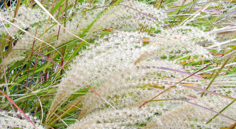 Díszfüvek és felkészítésük a télre