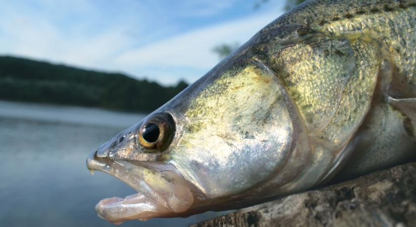 Kapitális halszörny akadt horogra a Balatonnál, ilyet még nem láttál