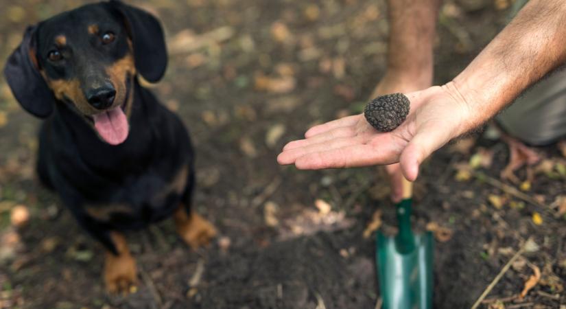 Mi is az a szarvasgomba, és miért olyan iszonyú drága?