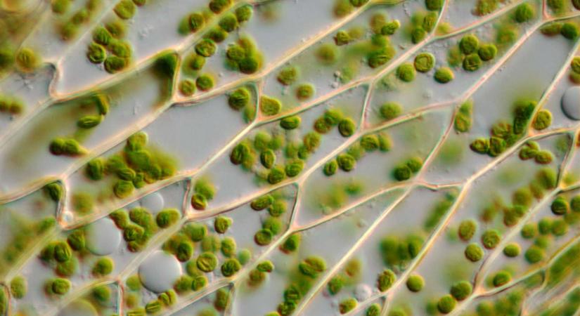 A növények titkos nyelve