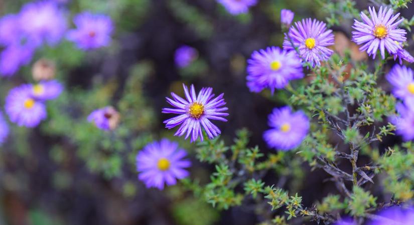 Őszirózsa: így éli túl a leghidegebb telet a magyarok kedvenc kerti virága