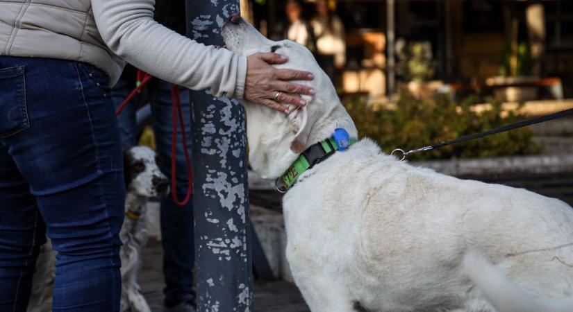 Kóbor kutyák Abonyban – állatmenhely és panzió adhat új esélyt az utcára tett ebeknek