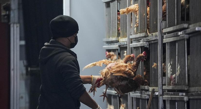 Szintet lépett a pusztító vírus, megvan az első emberi áldozat