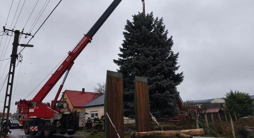 Eldőlt, ez lesz az Ország Karácsonyfája – már el is indult a méretes ezüstfenyő a Parlament elé