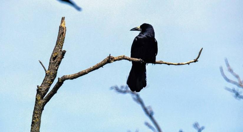 Ezek a madarak megjegyzik az arcodat, és a többieknek is elmondják, ki vagy