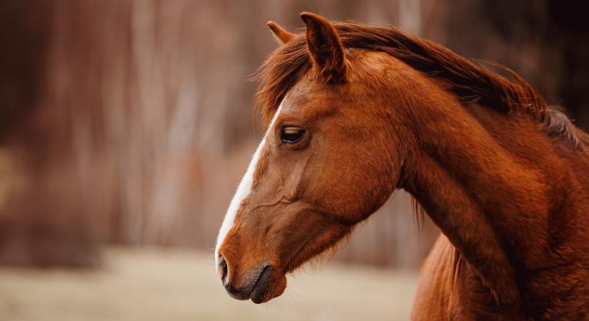 Csontsoványan, víz és élelem nélkül feküdt az állat az udvaron