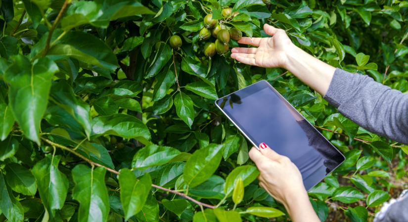 Hihetetlen, de igaz: itt az új fejlesztés, ami megmentheti a gyümölcsfákat