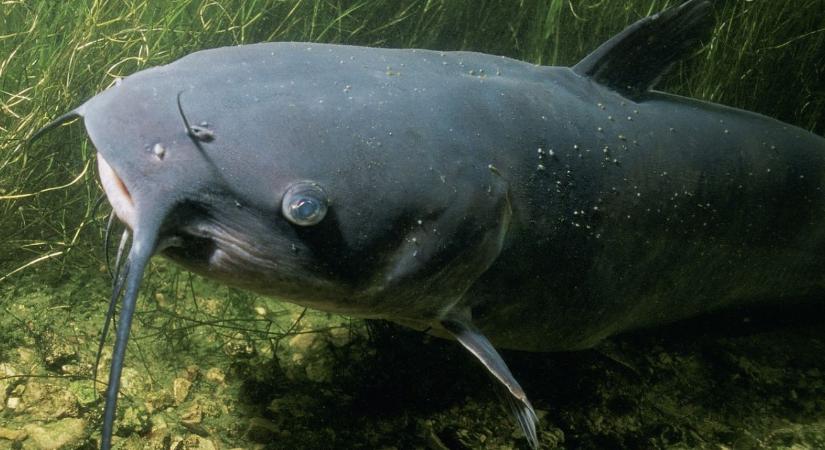 A harcsák védelmében: méretkorlátozást javasol a világbajnok horgász