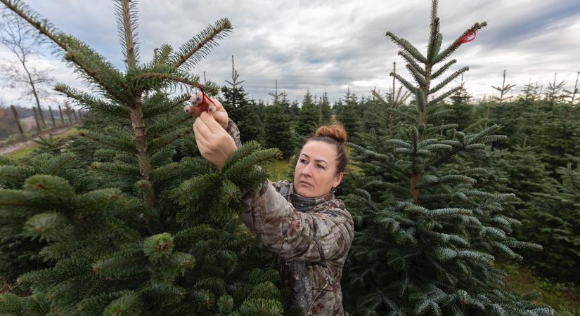 Itt lehet eredeti magyar fenyőt vásárolni karácsonyra, ezt a listát sokan nem ismerik