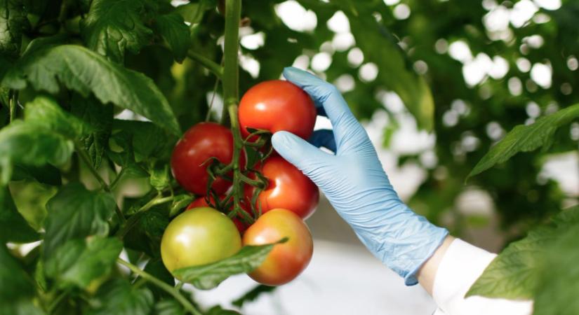 Tényleg rovarok védik meg a zöldségeinket?