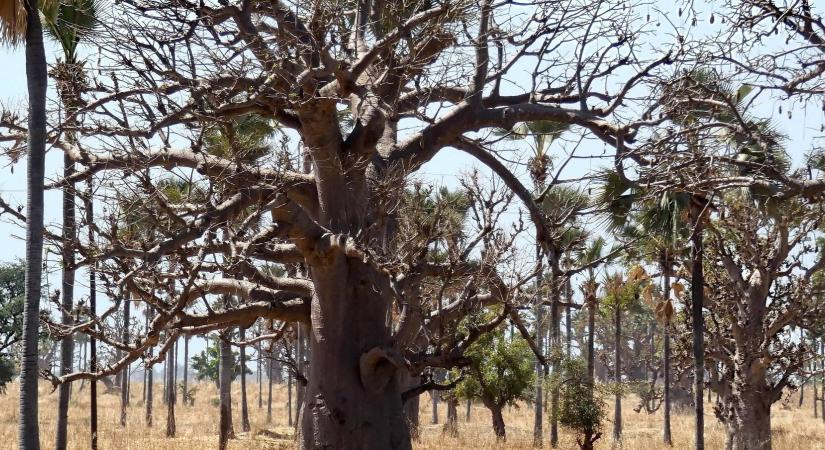 Új kártevő pusztít: ezernyi értékes fa kerül veszélybe