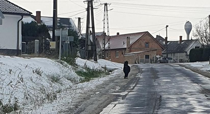 Tegnap ló, ma póni oldott kereket Vasban