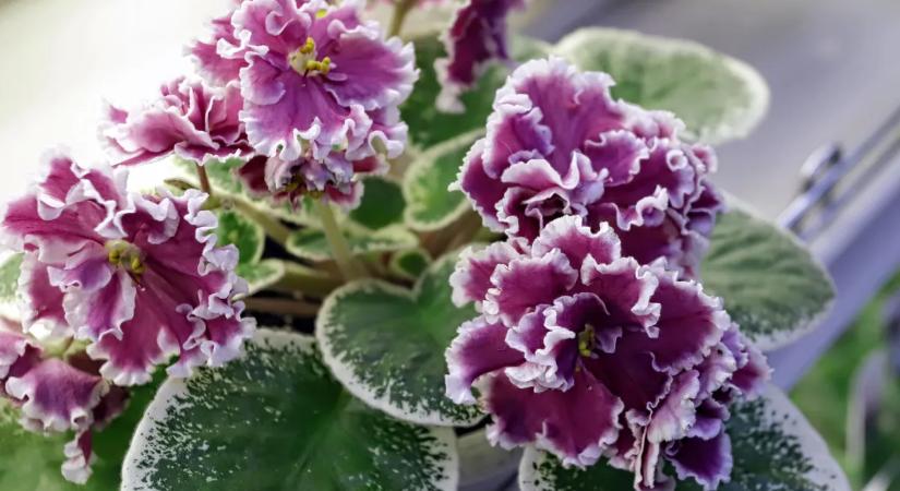 Fokföldi ibolya gondozása: apró trükkök, hogy télen is virágba boruljon