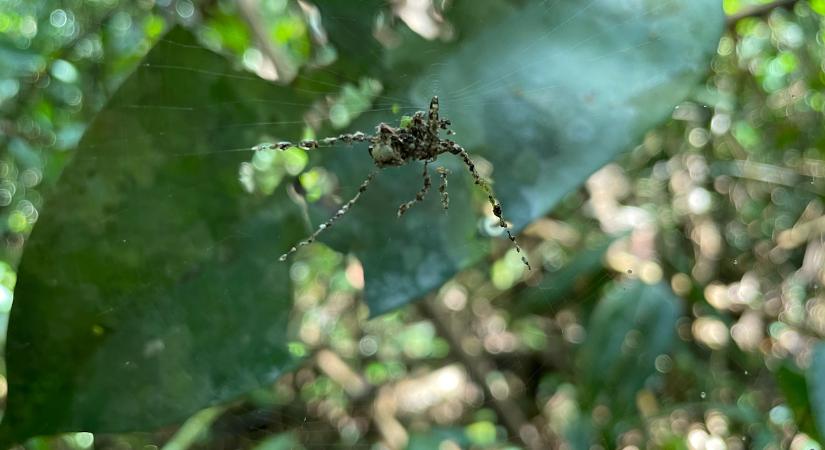 Fenyegető műpókot épít az apró pók, így csapja be a ragadozókat