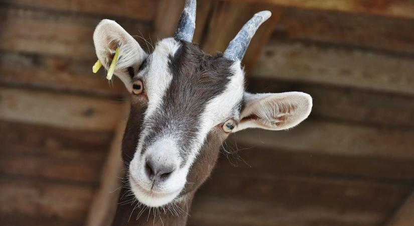 Nemzetközi kiskérődzőágazati körkép