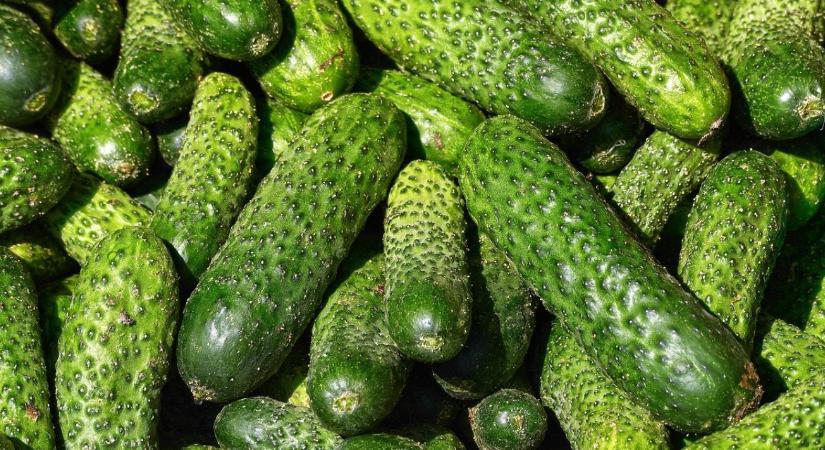 Túl sok rovarölő a török uborkákban – Hollandia riasztást adott ki