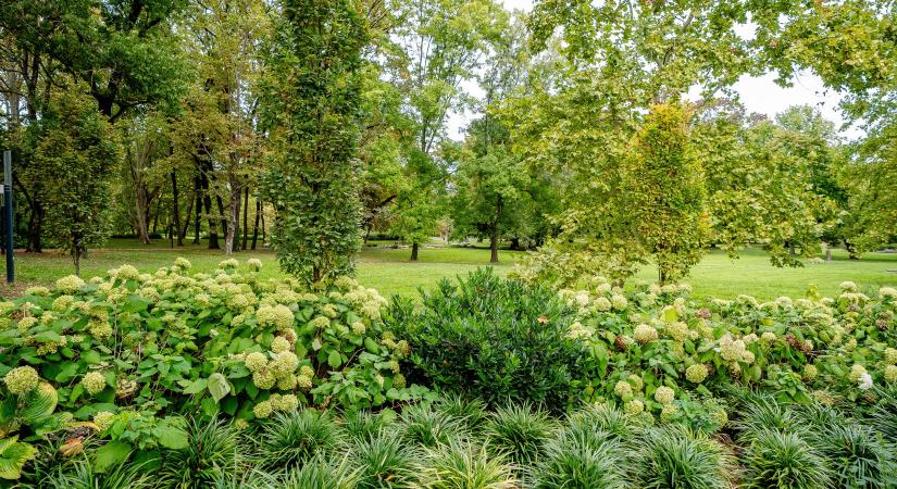 Virágos Magyarország: elismerő oklevelet kapott Hódmezővásárhely