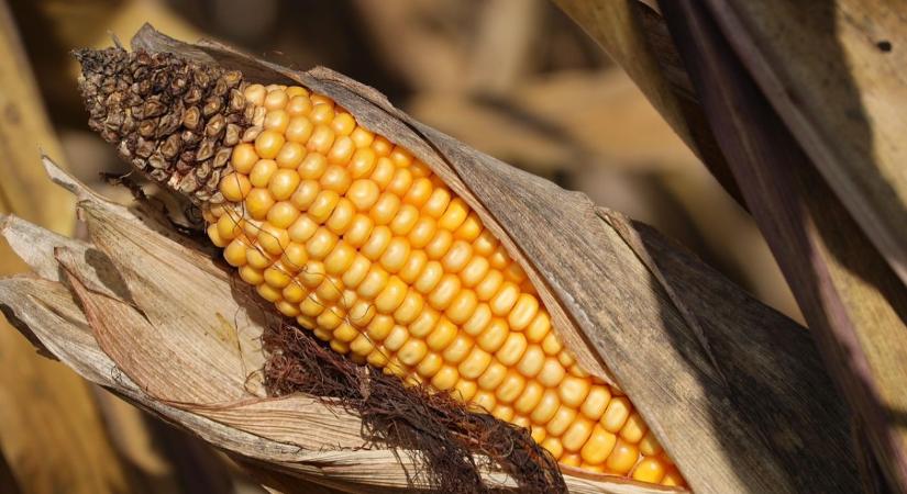 Túlélési stratégia a földeken: kalászosokra váltanak a gazdák