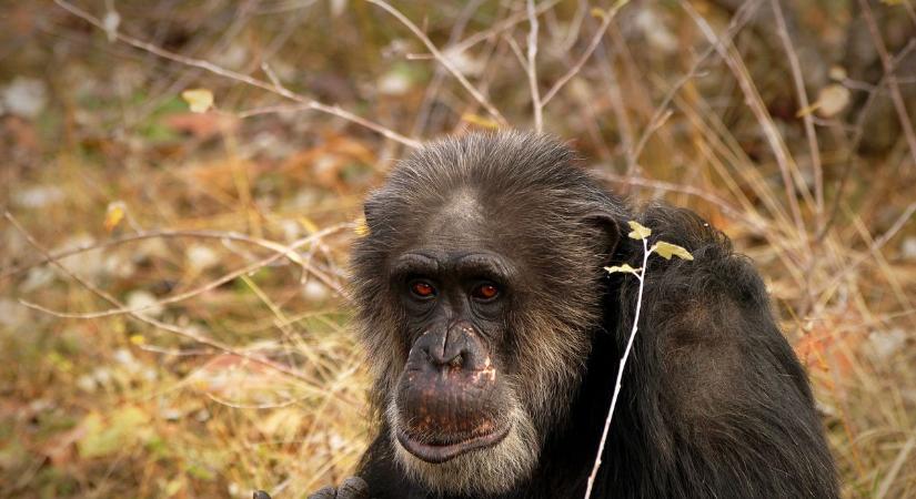 Közösségi gyűjtés indult a pécsi állatkert csimpánzainak