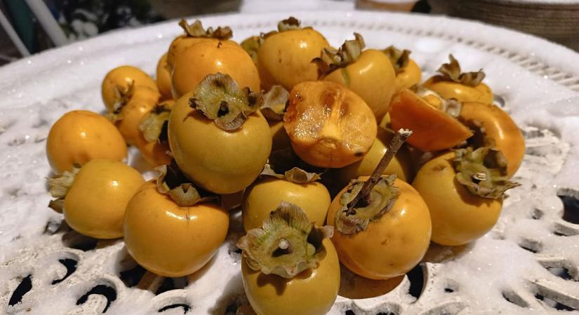 Ilyen egy jó nap az év utolsó gyümölcsének szüretével a novemberi hóesésben