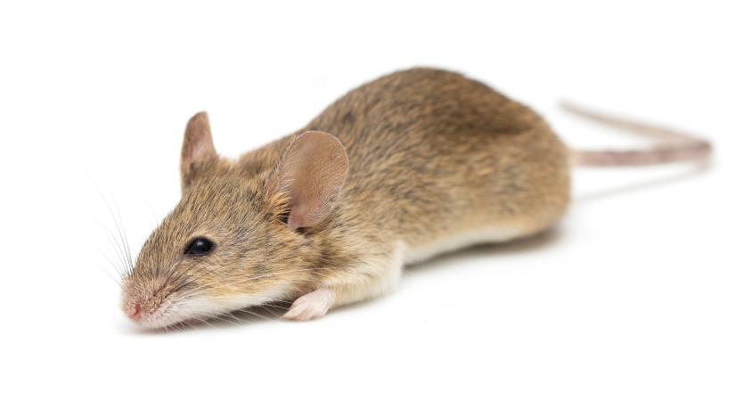 Vészhelyzet: Mit tegyünk, ha egeret fedezünk fel a lakásban?